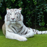 Tygrys - charakterystyka