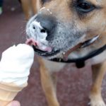 Czy pies może jeść lody czekoladowe?
