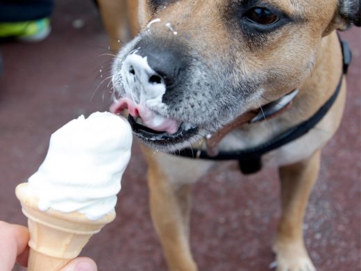 Czy pies może jeść lody czekoladowe?
