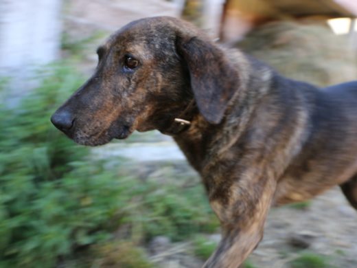 Pies z Castro Laboreiro - opis rasy, pochodzenie, szkolenie, dieta, długość życia