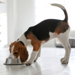 Sprawdź, jak pomóc wspierać odporność swojego psa w codziennej misce
