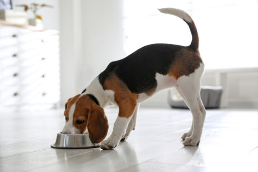 Sprawdź, jak pomóc wspierać odporność swojego psa w codziennej misce
