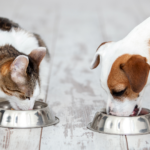 Prawidłowe żywienie zwierząt - pies i kot